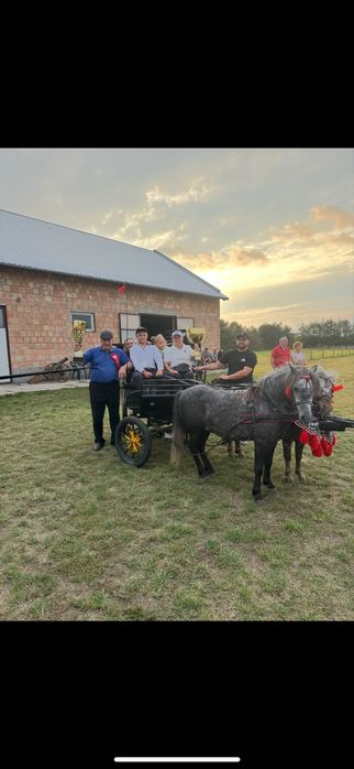 Para kucykow na sprzedaz