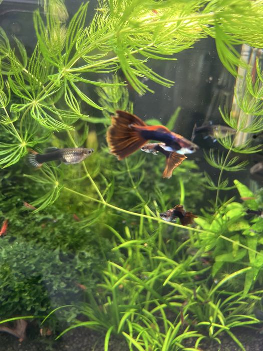 Guppy peixe para aquario