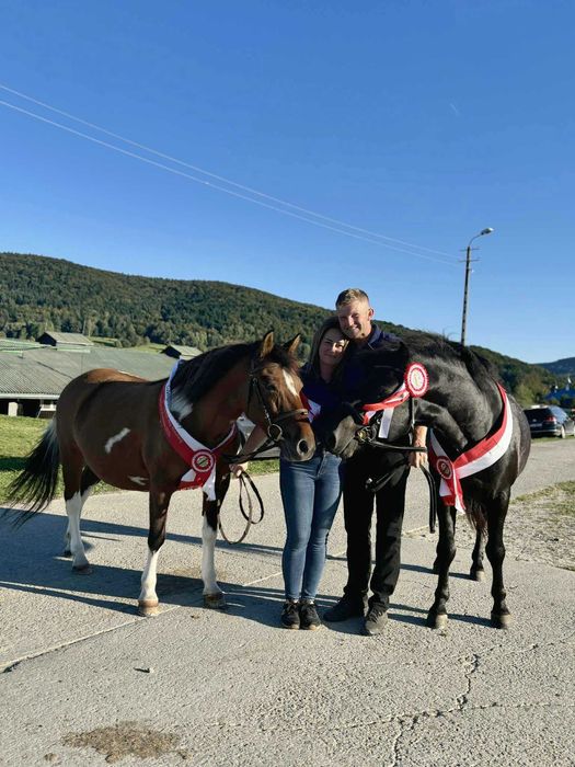 Stanówka ogierem Grymas-O huculskim krycie hucuł huculski ogier hucuł