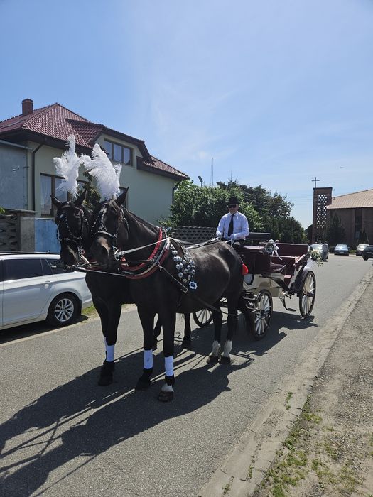 Karetą do ślubu Bryczką