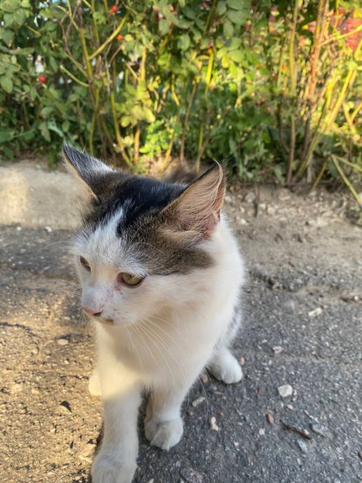 Котенок 6 месяцев