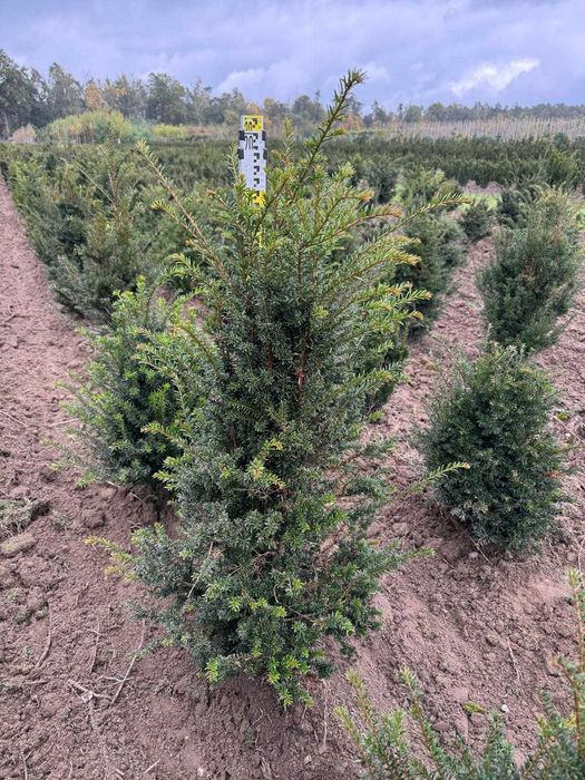 Cis pospolity 80-100 cm