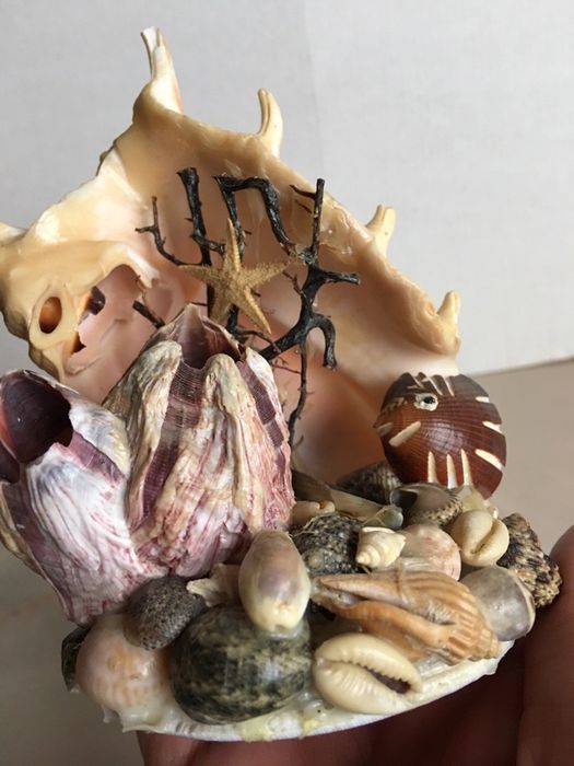 Ракушка ракушки много ракушек