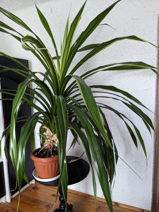 PANDAN 150 cm wysokości
