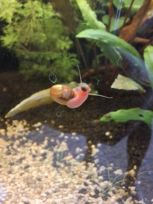 Caracóis Ramshorn