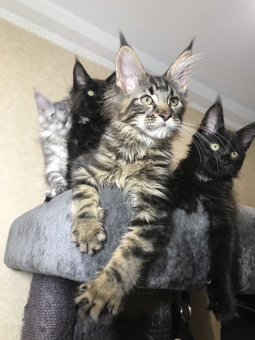 Мейн кун , 5 мес . Мальчик