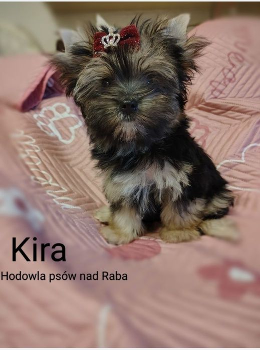 KIRA piękna suczka Yorkshire terrier