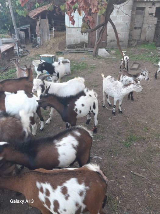 Cabras cabritos ovelhas e borregos para venda