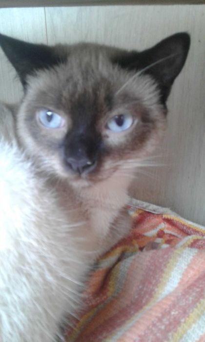 сиамская кошечка