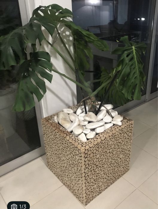 Vaso muito grande com planta natural