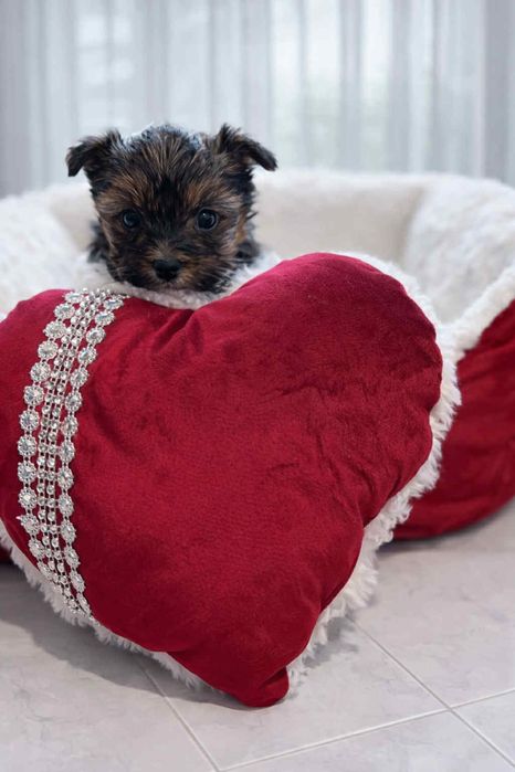 Urocza dziewczynka Yorkshire Terrier Biewer szuka nowego domu