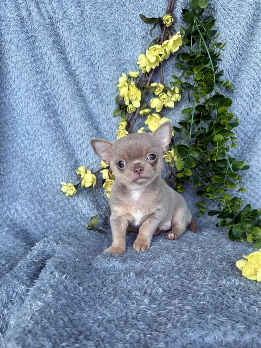 Excecional mini cor rara menino Isabella Chihuahua/Chiuaua.LinhagemRussa,Qualidade