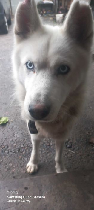 Білий  хаскі, хлопчик