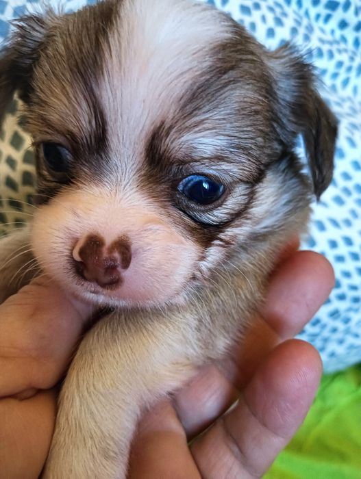 Chihuahua  macho