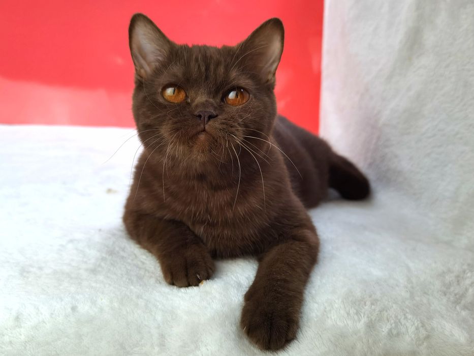 Шотландська шоколадна кішечка з родоводом