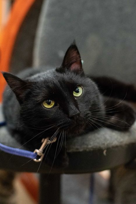 Всем привет от кота Пуговкина!