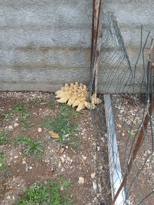 Patos com 2 semanas  de vida