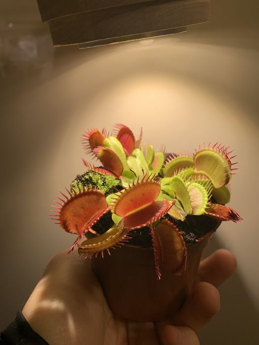 Венерина мухоловка хижа рослина dionea muscipula  насекомоядное