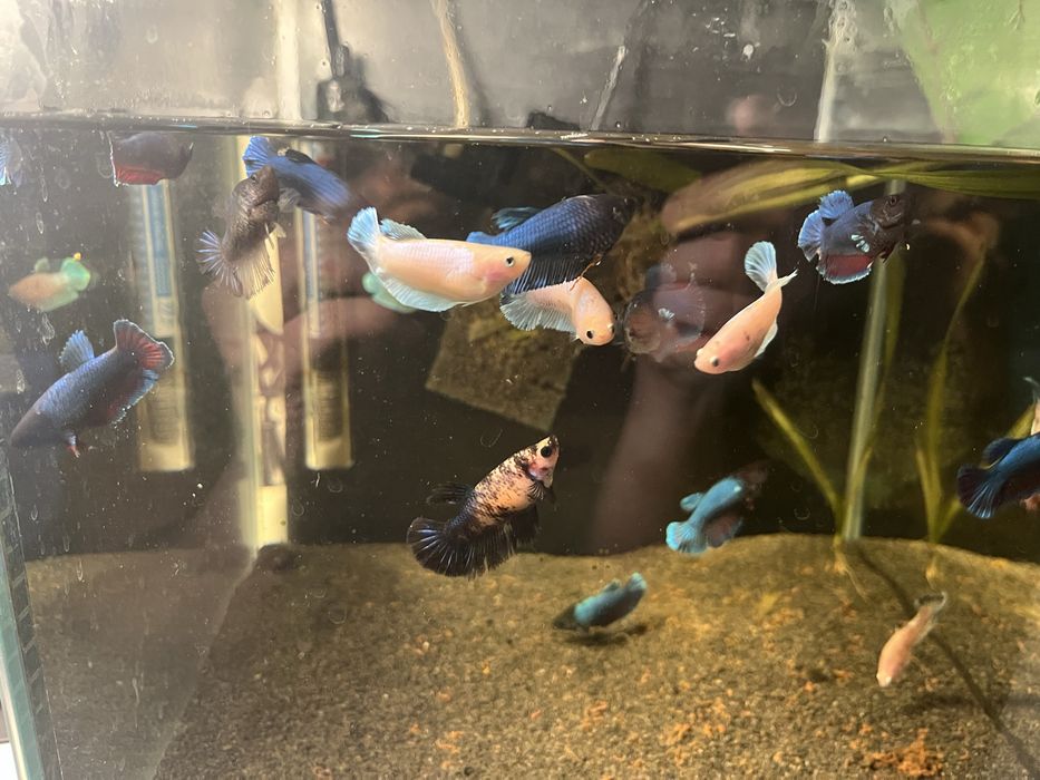 samice bojownika odmiana Delta bojownik syjamski/wspaniały