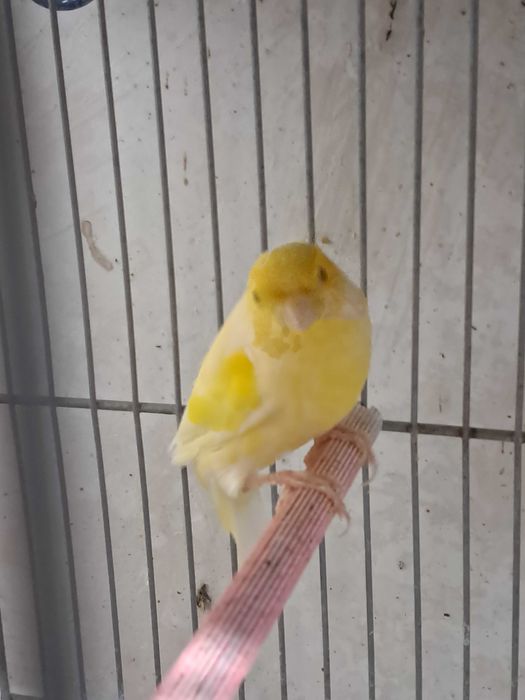 Canarios bons cantores