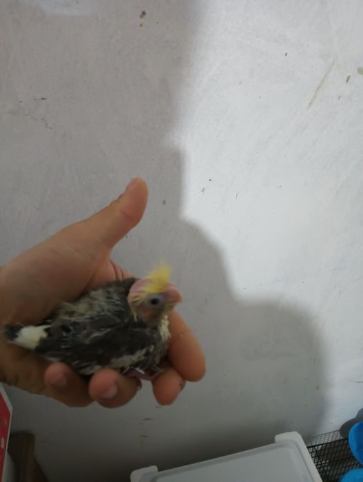 Caturras para acabar de criar a mão