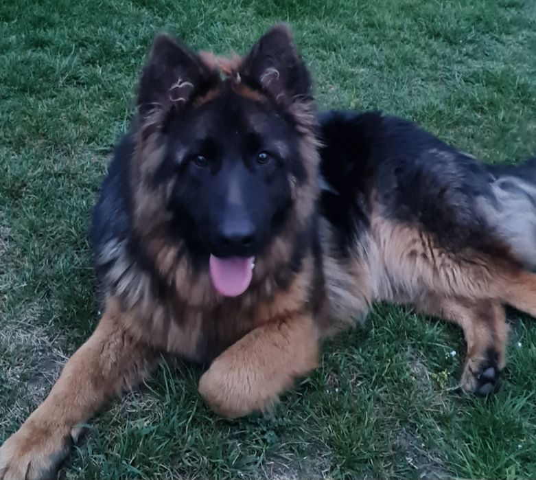 Owczarek niemiecki (suka) 18 miesięczna