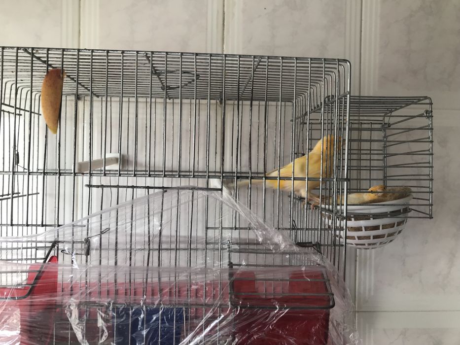 Canarios  para venda