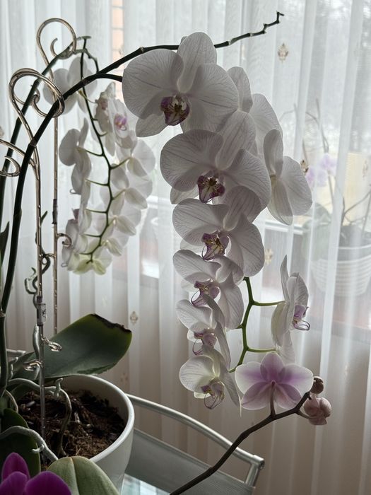 Орхидея фаленопсис Афродиты. 70*50 см.