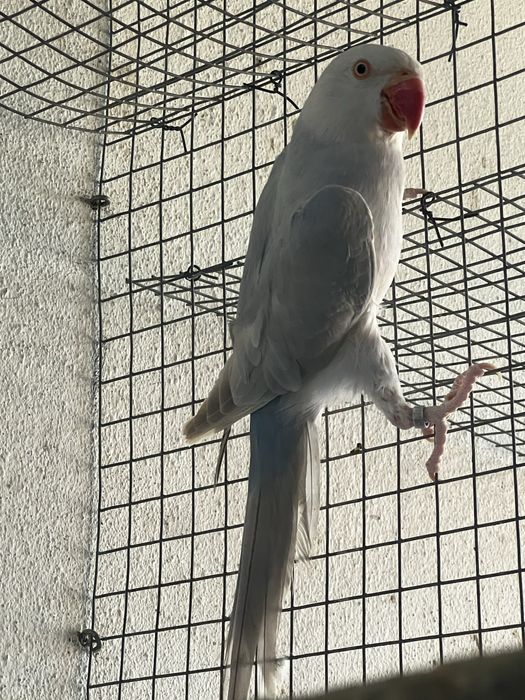 Lote Ring Necks - Troco / Vendo