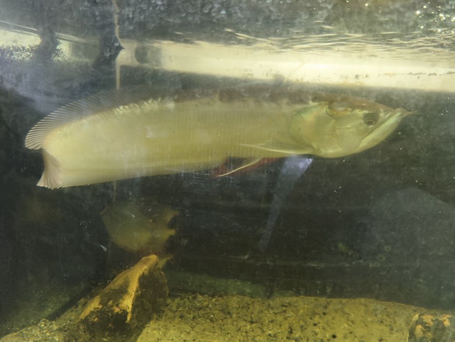Peixes Monstrer/Grandes