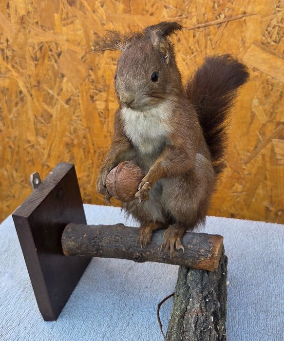 Продам   Чучело    белки