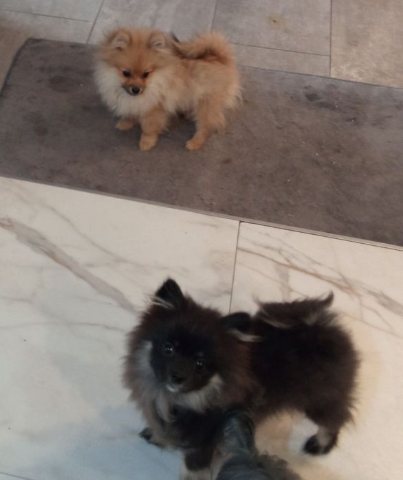 Suczka Szpic miniaturowy xxs