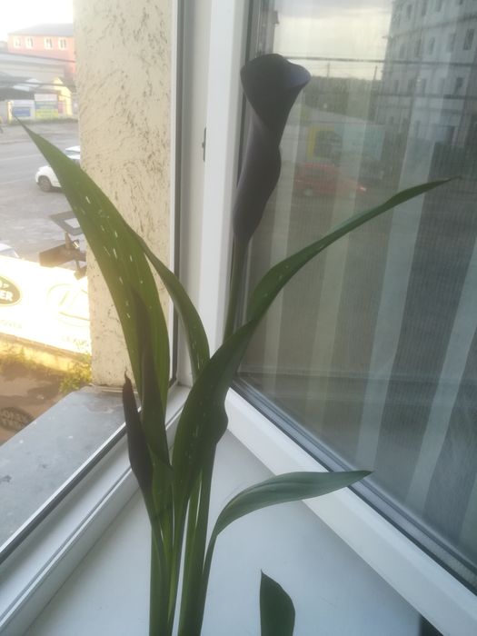 Продам чорну каллу "ПИКАССО"