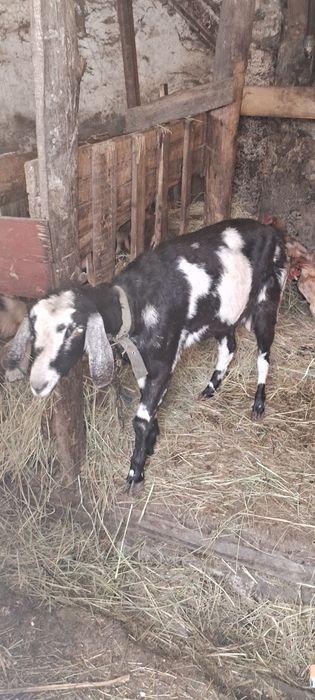 Продам англо-нуб  козу