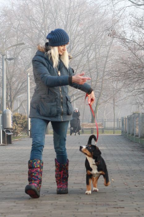 Найменший с зенненхундів! Ентлебухер зенненхунд! КСУ FCI
