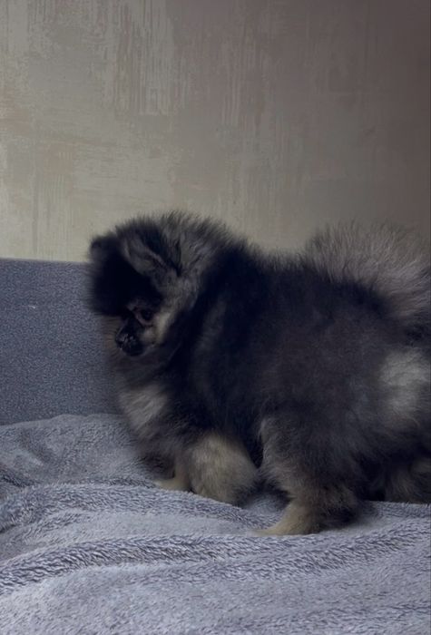 Супер пухнастики