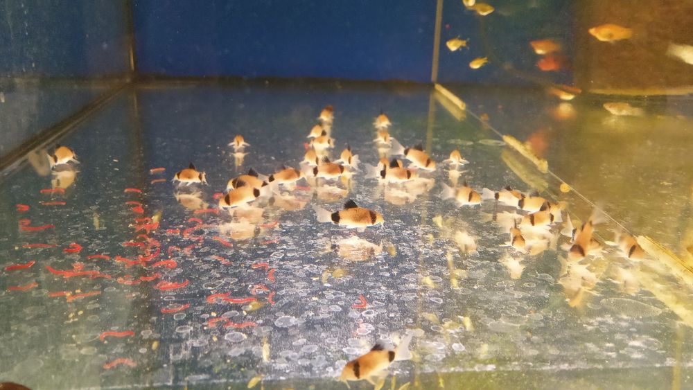 Коридорас панда, аквариумная рыбка, сомики