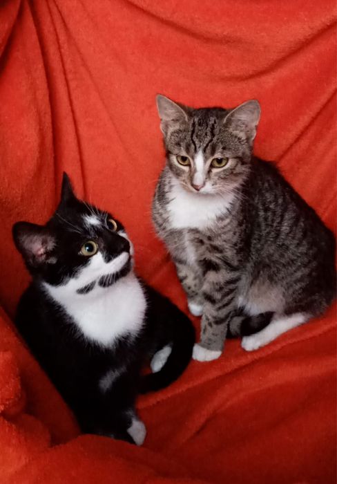 Słodziaki szukają domków