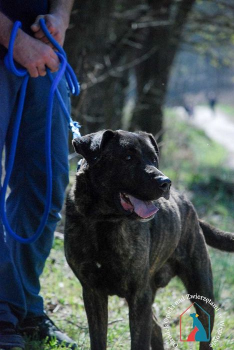 Roni -w typie cane corso szuka domu! Adoptuj!