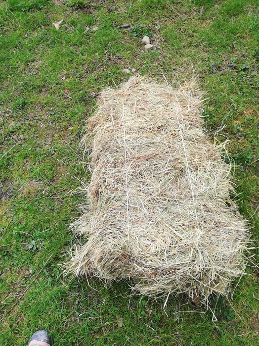 Siano oraz słoma w kostkach dla krulików