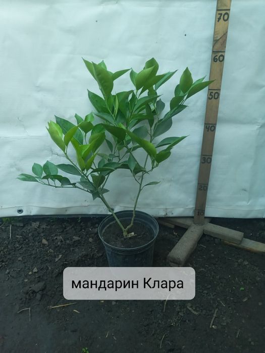 Солодкий цитрус Полтава