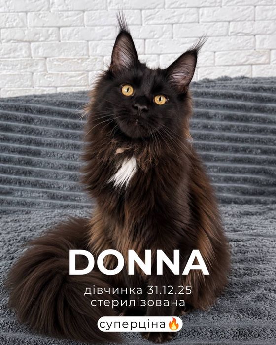 Продаж кішок Мейн кун