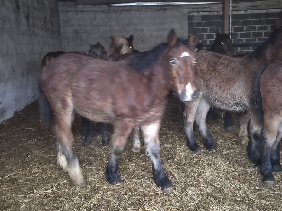 Sprzedam zrebaki zimnokrwiste