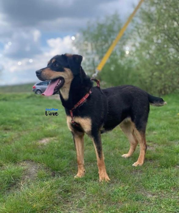 Nelka - energiczna sunia szuka domu!