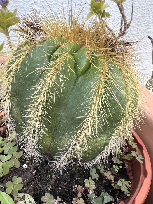 Cactos e suculentas