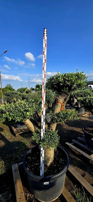 Drzewko oliwne bonsai
