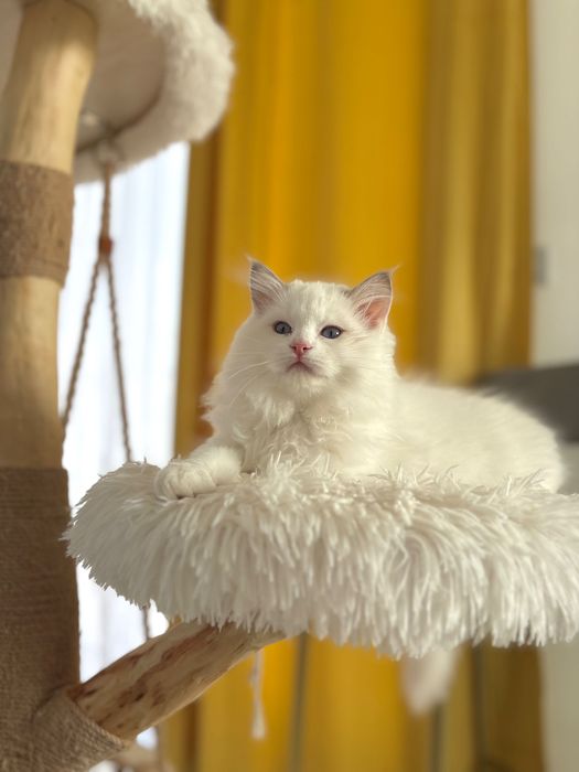 Ragdoll z rodowodem-Gotowy do odbioru