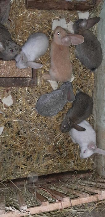 Kroliki olbrzymy belgijski