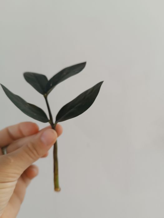 Замиакулькас звычайний ,Замиакулькас  Блек Равен