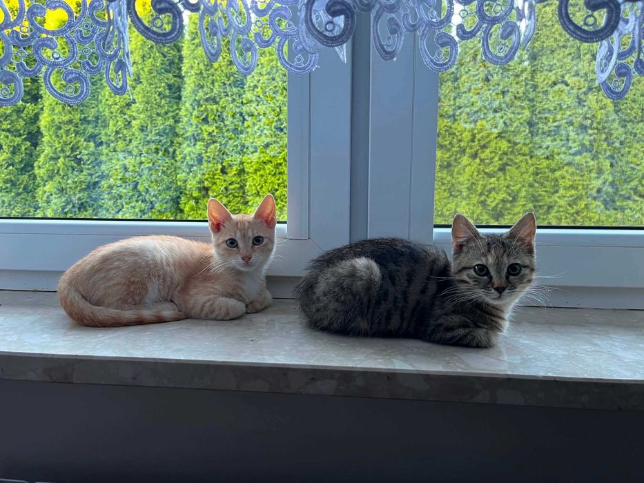 3 miesięczne kociaki do adopcji.